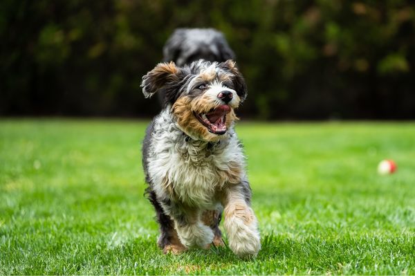 Find Australian Mountain Doodle puppies for sale