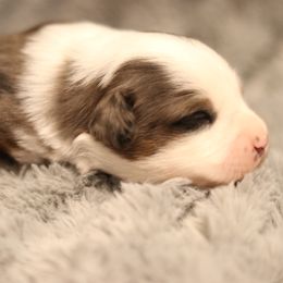 Miniature Australian Shepherd Puppies from Lost Coast Aussies
