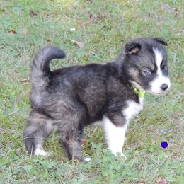 Pomsky and Siberian Husky Puppies from Beastly Beauties Huskies & Pomskies