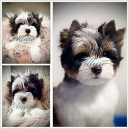 Boy 2 - Black tan and white male Biewer Terrier puppy in Woodside, New York from Allure Biewer Terriers