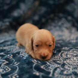 RIP - Cream male Dachshund puppy in Indiantown, Florida from Turquoise River Minature Dachshunds