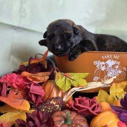 Red collar - Sable male German Shepherd puppy in Wahoo, Nebraska from Von Solidago