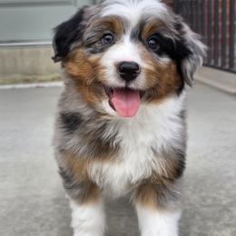 Sleet - male Australian Mountain Doodle puppy in Hooper, Utah from Saltwater Doodles