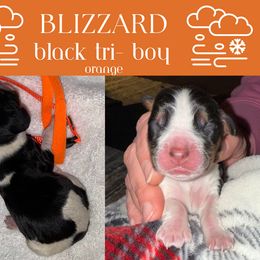 English Springer Spaniel Puppies from Stormin Pine and Prairie Springers
