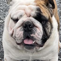 Goose - Bulldog