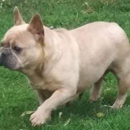 Bulldogs and French Bulldogs from Diamond Edge Bulldogs