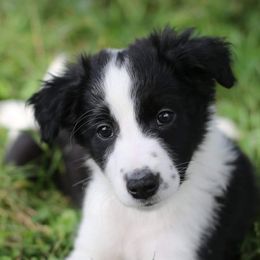 Border Collies from QuickWits Border Collies