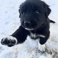 Boy 4 - male Anatolian Pyrenees puppy in Pleasant View, Colorado from Pails & Provisions Farm