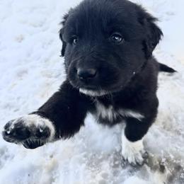 Boy 4 - male Anatolian Pyrenees puppy in Pleasant View, Colorado from Pails & Provisions Farm