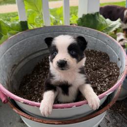 Cinch - Black tri-color male Australian Shepherd puppy in Ridgeville, Indiana from McCord’s Standard Aussies