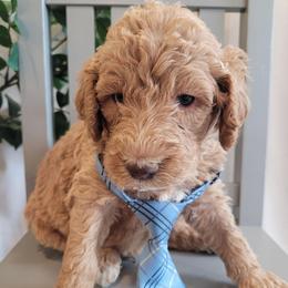 York (Light Blue) - Apricot male Goldendoodle puppy in Lincoln, California from Lincoln Goldendoodles