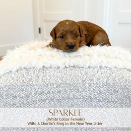 SPARKLE - Red  female Goldendoodle puppy in Bell Buckle, Tennessee from Precious Puptown Doodles