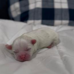 Opalescent Lapis - White male Shih Tzu puppy in Cedar Hill, Texas from Puppy Paper House