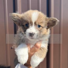 Everest - 1800 - Red female Pembroke Welsh Corgi puppy in Rozet, Wyoming from Hayday Ranch Corgis