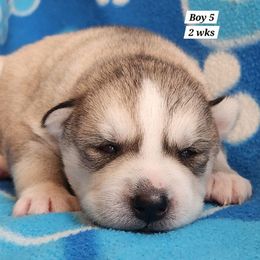 Boy 5 - Gray and white male Siberian Husky puppy in Grayson, Kentucky from Kentucky Huskies