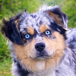 Girl 1 - Blue merle female Miniature Australian Shepherd puppy in Ronan, Montana from Dirt Road Aussie’s of Montana