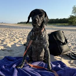 German Shorthaired Pointers from French Creek Kennel