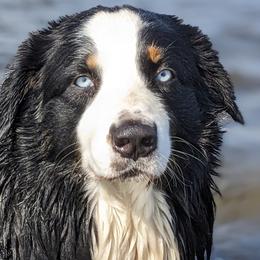 Venture - Australian Shepherd