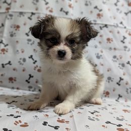 Girl 4 - Red white and sable female Papillon puppy in Joshua, Texas from Summertime Kennels