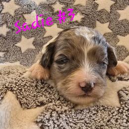 Sadie 3 - Blue merle female Aussiedoodle puppy in Redding, California from House Merrills Minis and Doodles