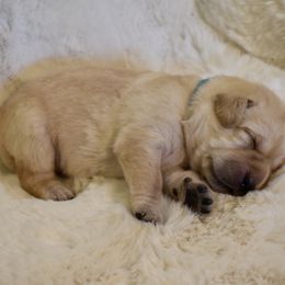 Beau - Yellow male Labrador Retriever puppy in Camp Verde, Arizona from Cecil's Arizona Labradors