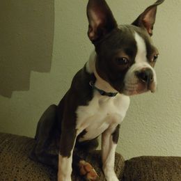 Boston Terrier Puppies from Razmom's Boston Terriers