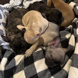 French Bulldog Puppies from Herell's French Bulldogs