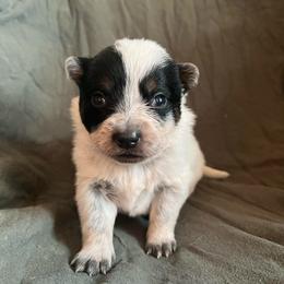 Girl 3 - Blue female Australian Cattle Dog puppy in Irvington, Kentucky from Dry Valley’s Australian Cattle Dogs