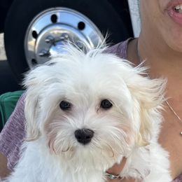 Havanese and Poodle Puppies from Lone Tree Havanese