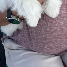 Havanese and Poodle Puppies from Lone Tree Havanese