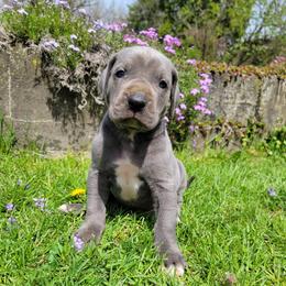 Male 3 - Blue and white female Great Dane puppy in Columbia Stat, Ohio from Rocky Road Chocolate Danes