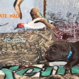 Labrador Retriever Puppies from Copper Creek Outfitters and Kennel