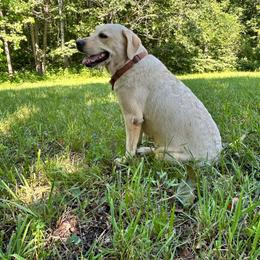 Bahari - Labrador Retriever