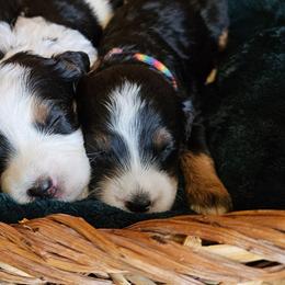 Petunia - Tri-color female Bernedoodle puppy in Granton, Wisconsin from Rose River Farms