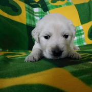 Goldendoodle and Irish Doodle Puppies from Toodles Goldendoodles