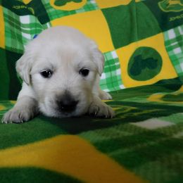 Goldendoodle and Irish Doodle Puppies from Toodles Goldendoodles