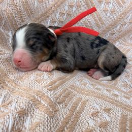 Red - Blue merle male Bernedoodle puppy in Charleston, South Carolina from Palm Belle Doodles
