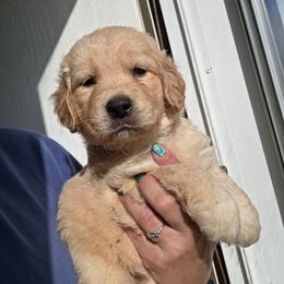 STELLA - Purple - Golden female Golden Retriever puppy in Lucasville, Ohio from Halo Kennels