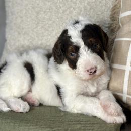 Humphrey - Chocolate male Assorted Doodle Crosses puppy in West Monroe, Louisiana from Southern Haven Doodles