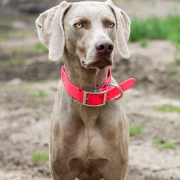 Lottie - Weimaraner