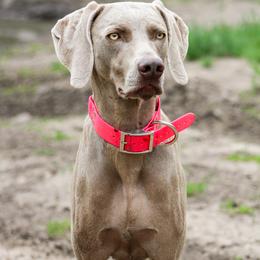 Lottie - Weimaraner