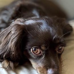 Foxy - Cavapoo