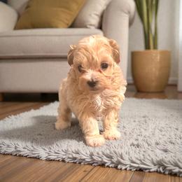 Lady - The Elegant Aristocrat - Apricot female Maltipoo puppy in Bells, Texas from Partridge Doodles and Poodles