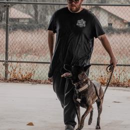 Belgian Malinois and xDutch Shepherd All Grown Up from Alliance K9