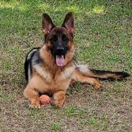 Luna - German Shepherd