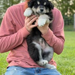 Girl 4 - Black and white female Alaskan Malamute puppy in Rensselaer, Indiana from Moot Manor Malamutes