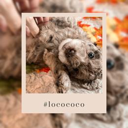 Goldendoodle Puppies from The Dood Effect