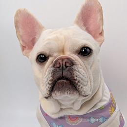 Sweet Potato - French Bulldog