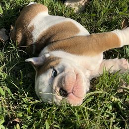 Bulldog Puppies from Moffitt Bulldogs