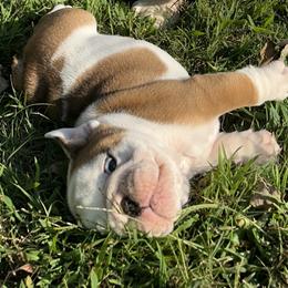 Bulldog Puppies from Moffitt Bulldogs